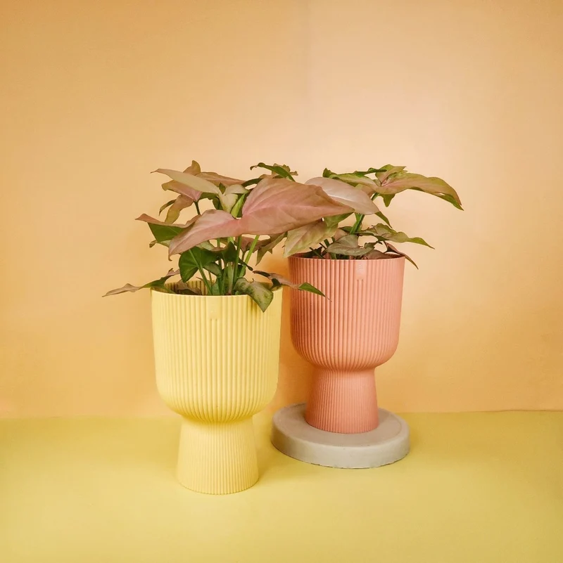 SYNGONIUM PINK SPLASH