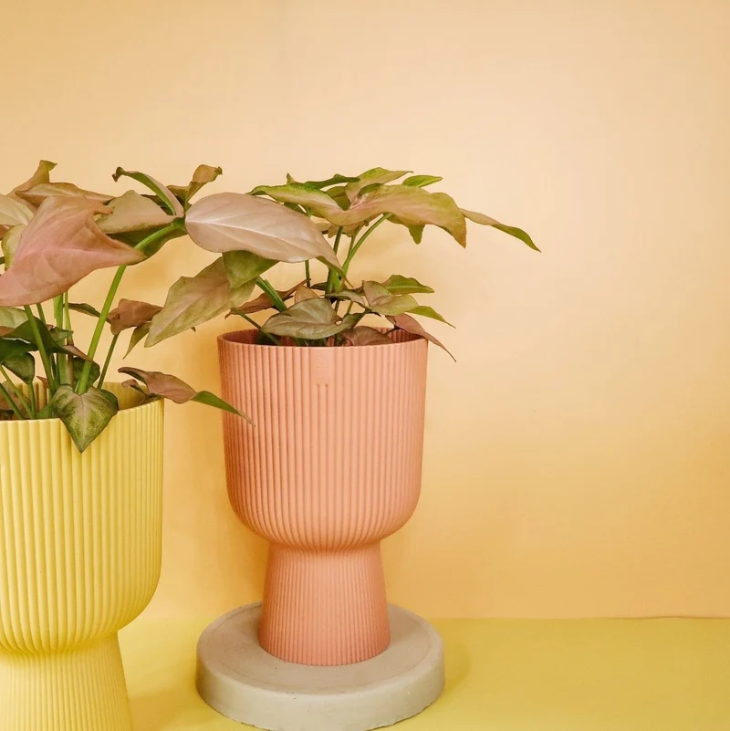 SYNGONIUM PINK SPLASH