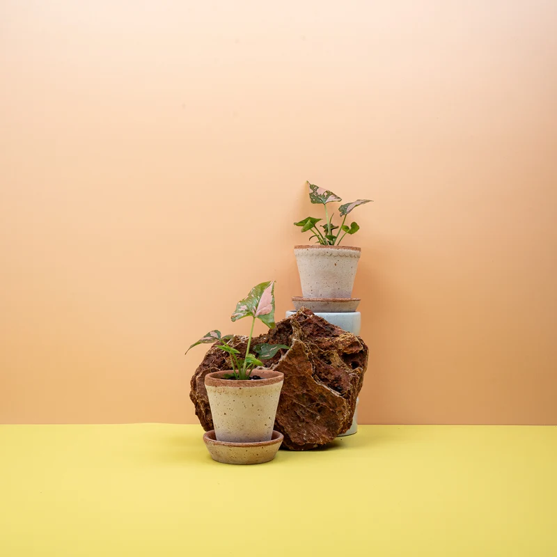 SYNGONIUM PINK SPLASH