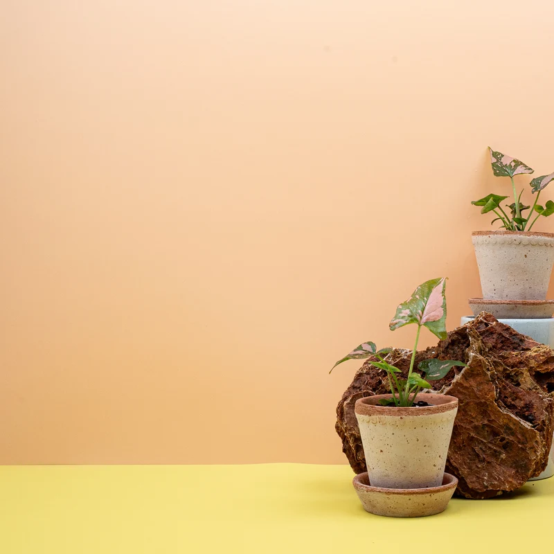 SYNGONIUM PINK SPLASH