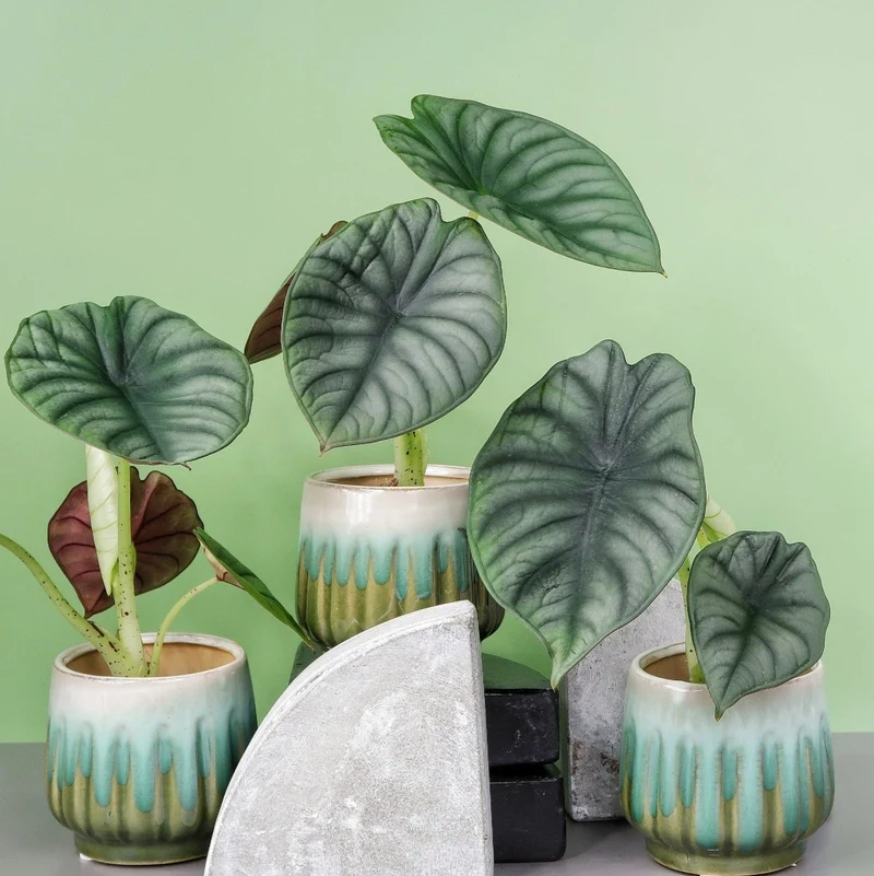 ALOCASIA SILVER NEBULA