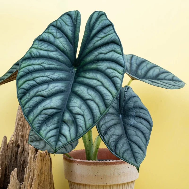 ALOCASIA SILVER NEBULA