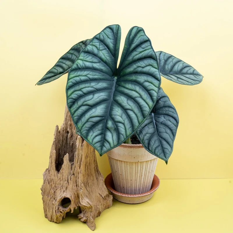 ALOCASIA SILVER NEBULA