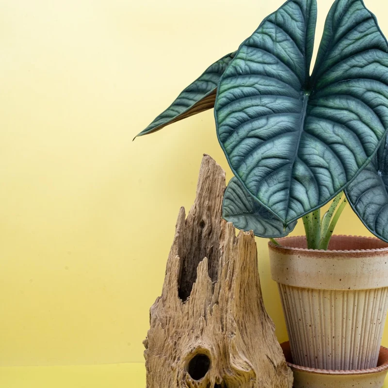 ALOCASIA SILVER NEBULA
