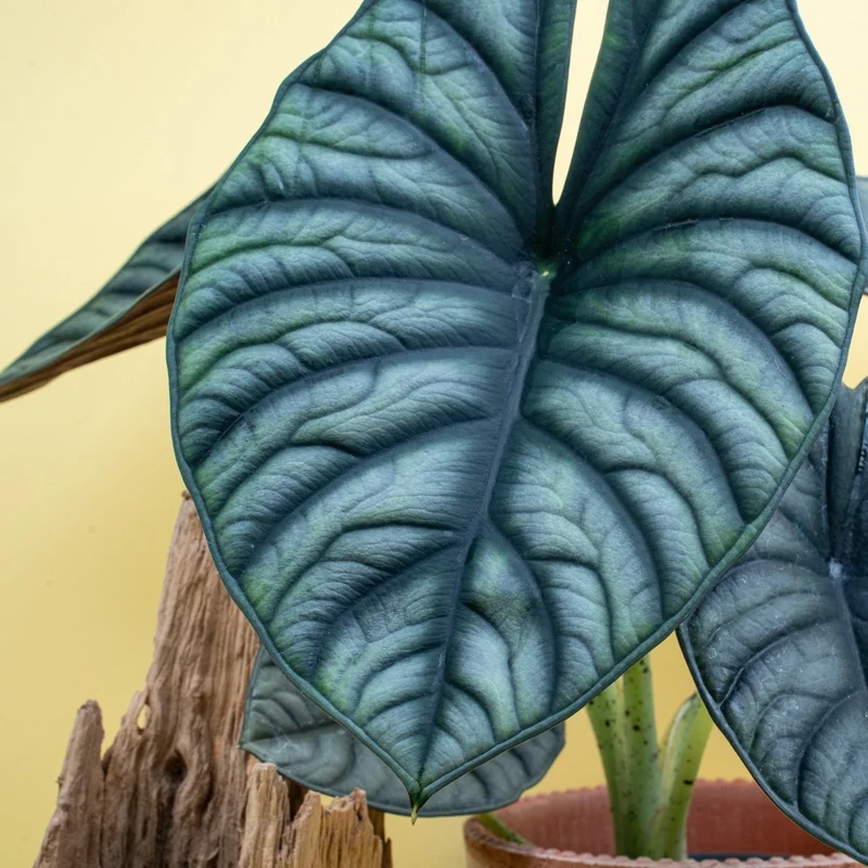 ALOCASIA SILVER NEBULA