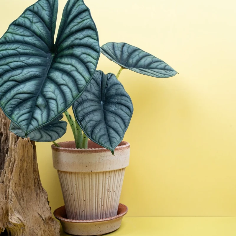 ALOCASIA SILVER NEBULA