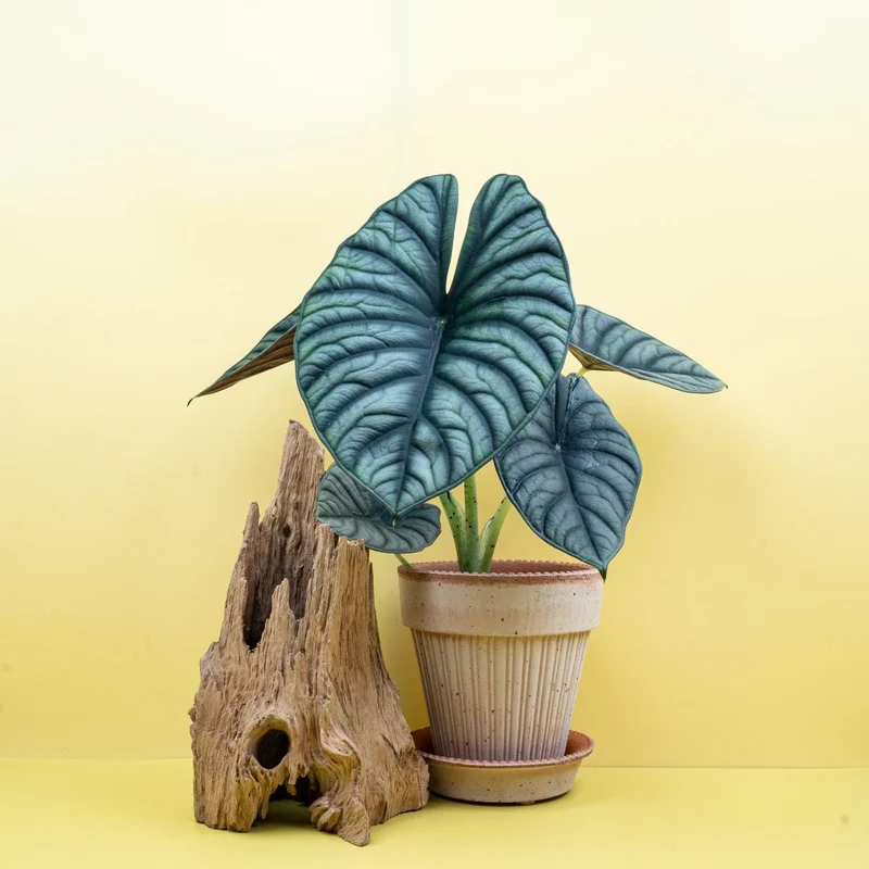ALOCASIA SILVER NEBULA