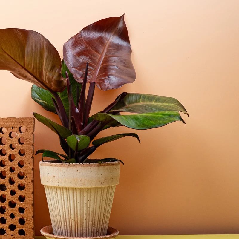 PHILODENDRON SUNLIGHT