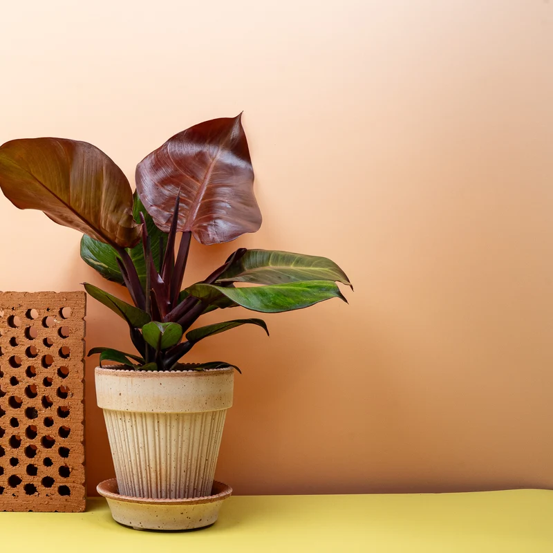 PHILODENDRON SUNLIGHT