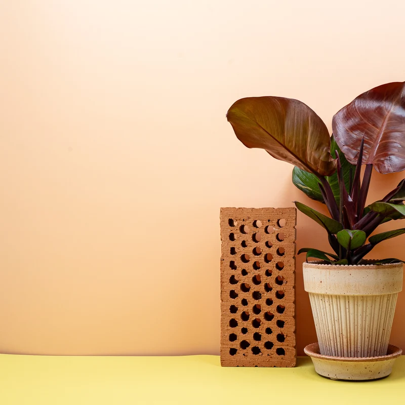 PHILODENDRON SUNLIGHT