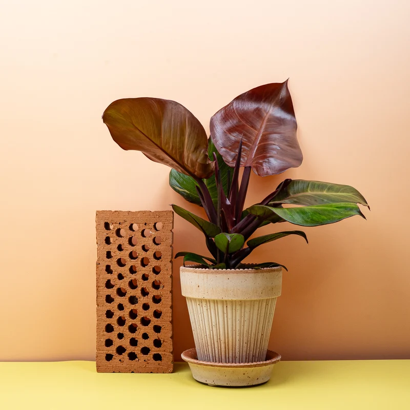 PHILODENDRON SUNLIGHT