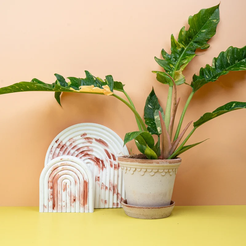 PHILODENDRON RING OF FIRE