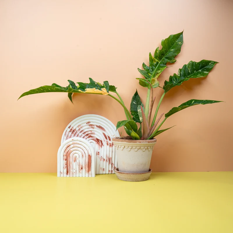 PHILODENDRON RING OF FIRE