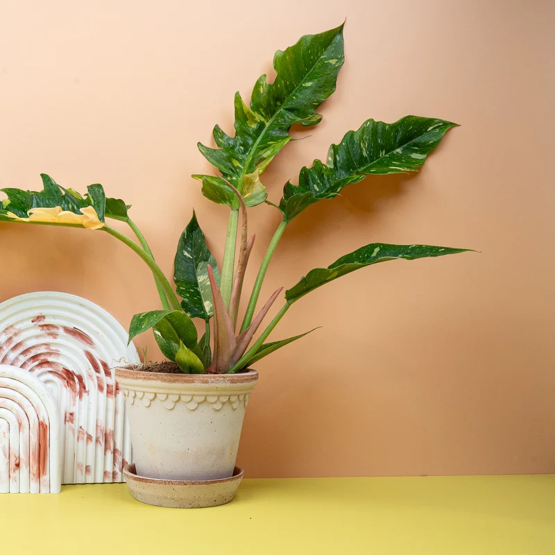 PHILODENDRON RING OF FIRE
