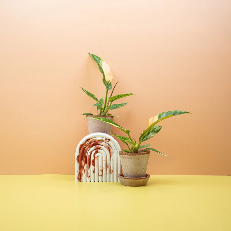 PHILODENDRON RING OF FIRE