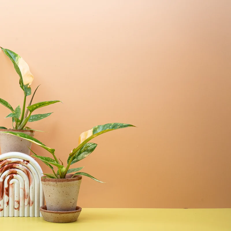 PHILODENDRON RING OF FIRE