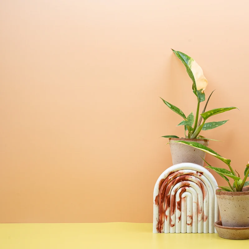 PHILODENDRON RING OF FIRE