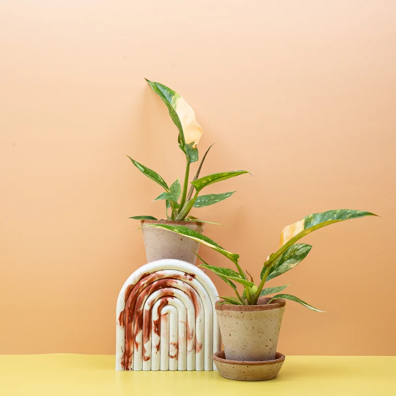 PHILODENDRON RING OF FIRE