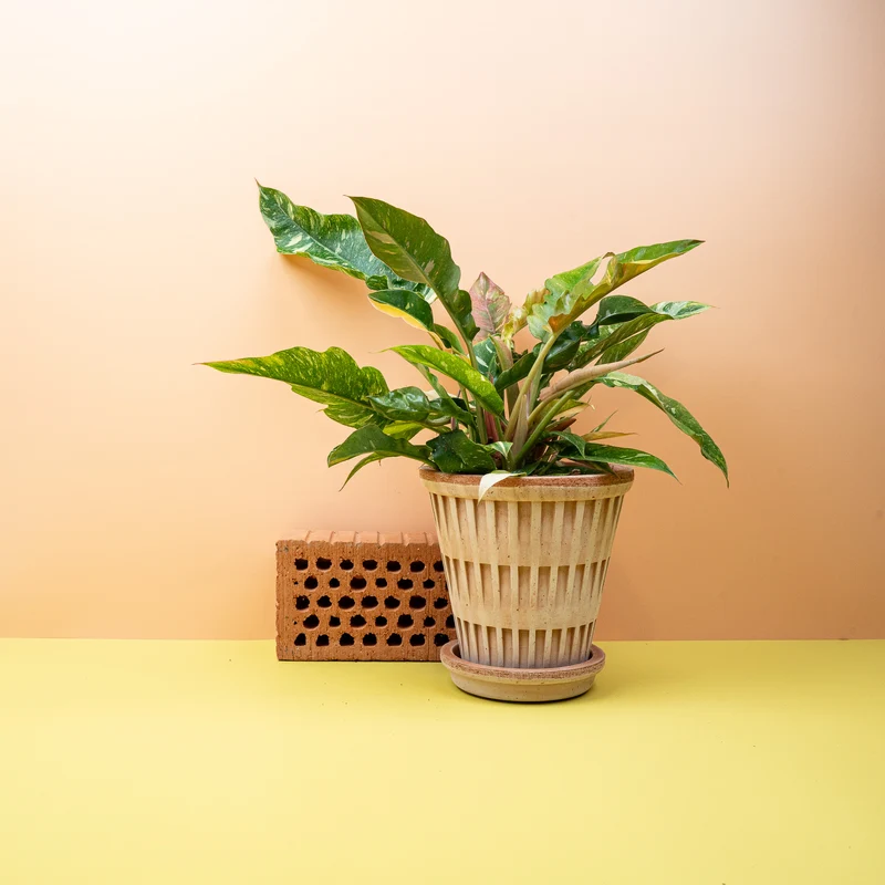 PHILODENDRON RING OF FIRE
