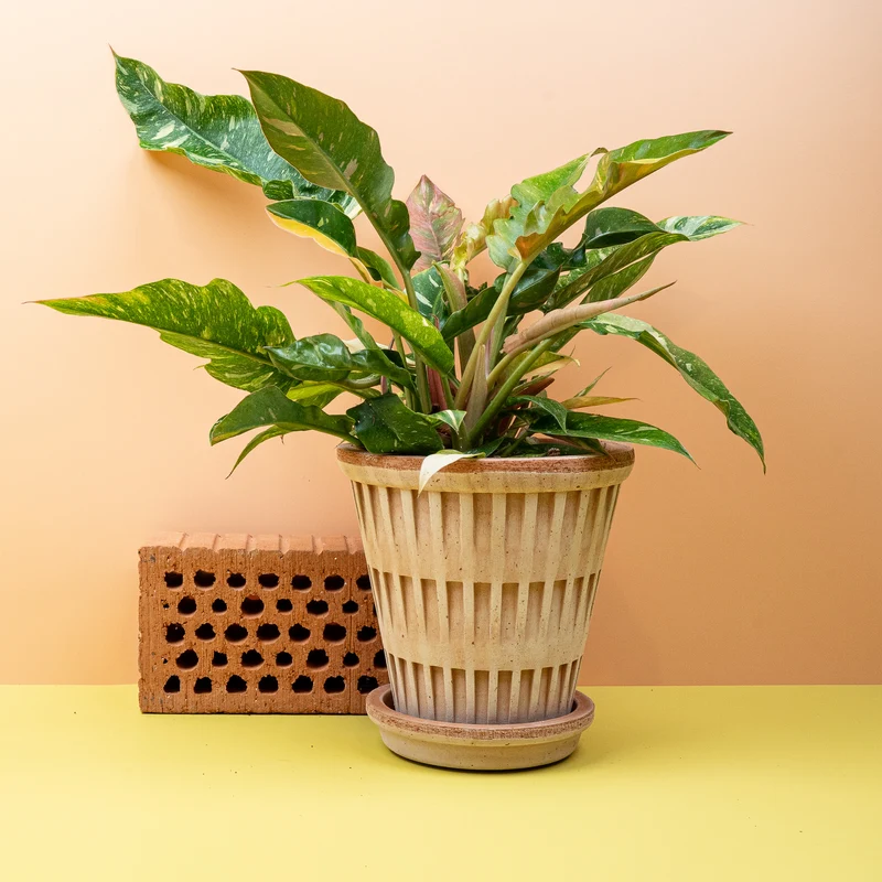 PHILODENDRON RING OF FIRE