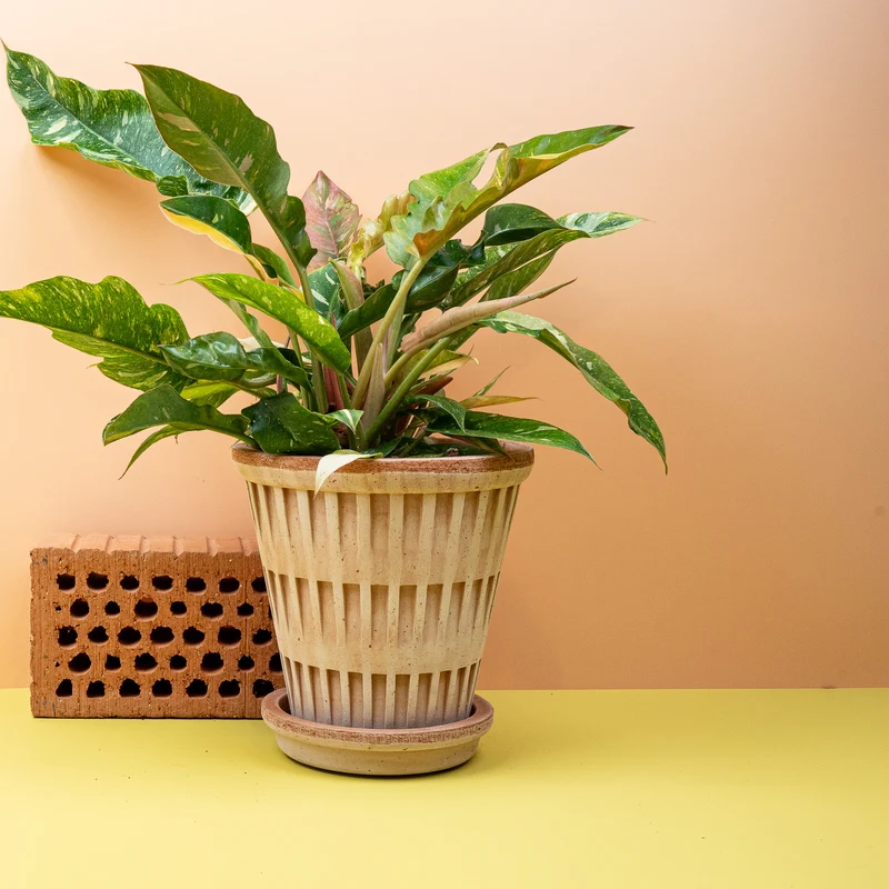 PHILODENDRON RING OF FIRE