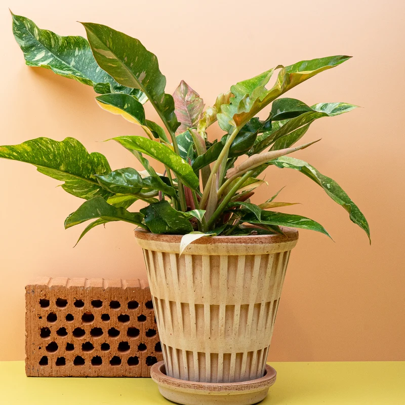 PHILODENDRON RING OF FIRE