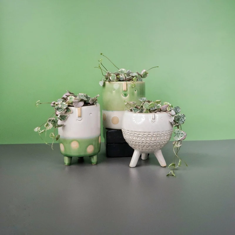 CEROPEGIA WOODII VARIEGATA