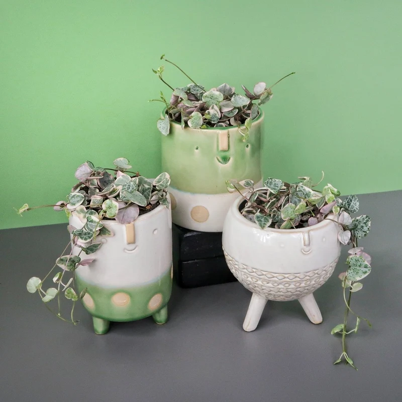 CEROPEGIA WOODII VARIEGATA