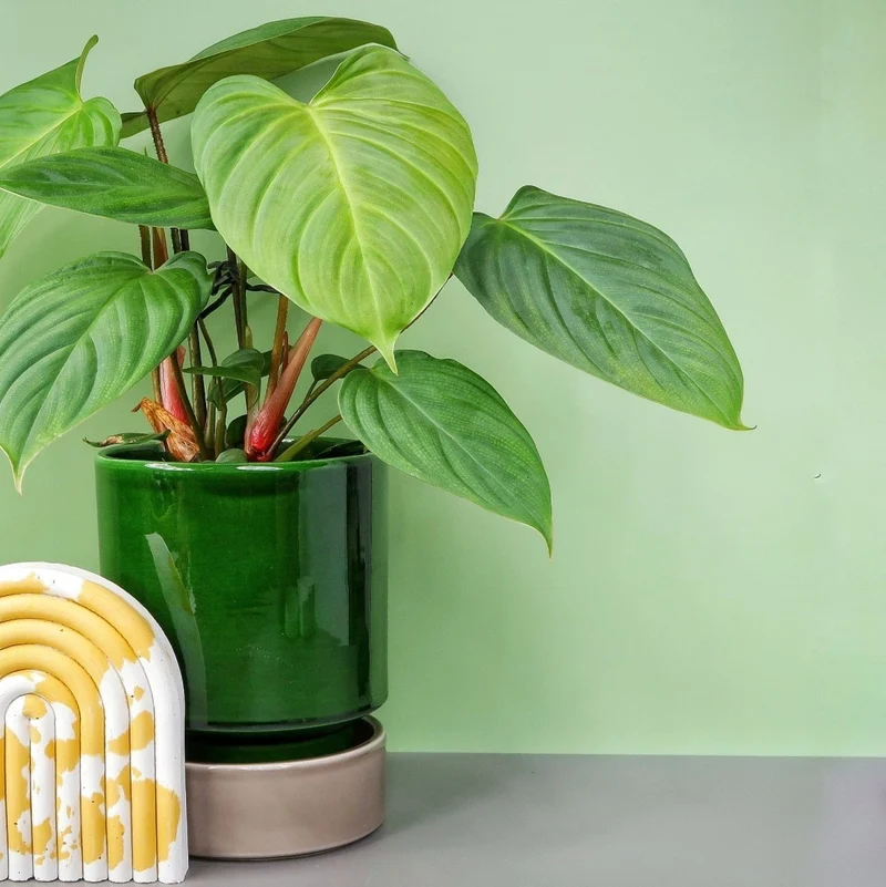 PHILODENDRON NANGARITENSE