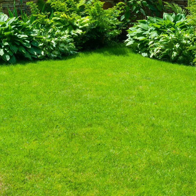Gardeners Dream Strapazierfähiger Rasensamen