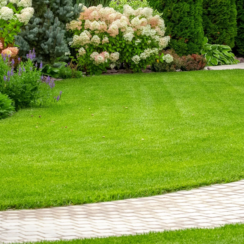 Gardeners Dream Strapazierfähiger Rasensamen