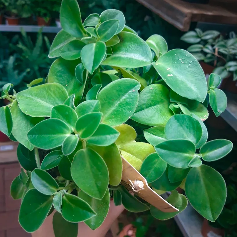 Zwergpfeffer 'Pixie Wonderwing'