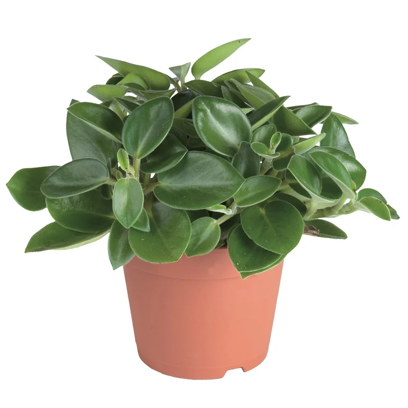 Zwergpfeffer 'Pixie Wonderwing'