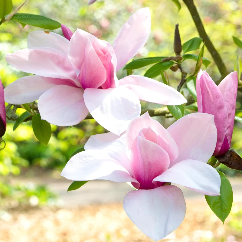 Magnolie 'Star Wars'