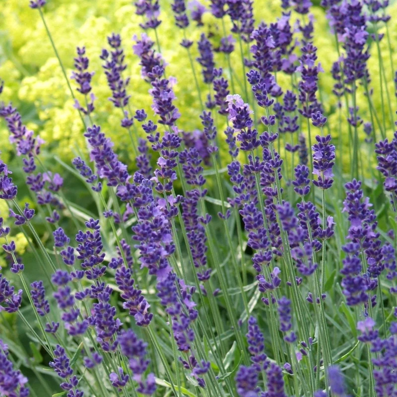Echter Lavendel 'Munstead'