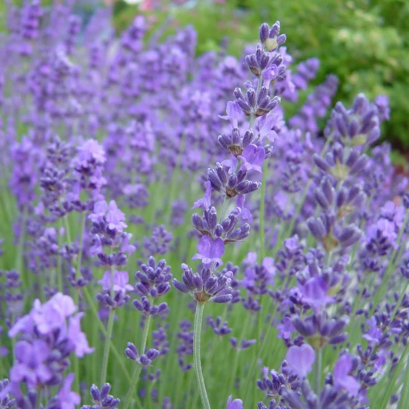 Echter Lavendel 'Munstead'