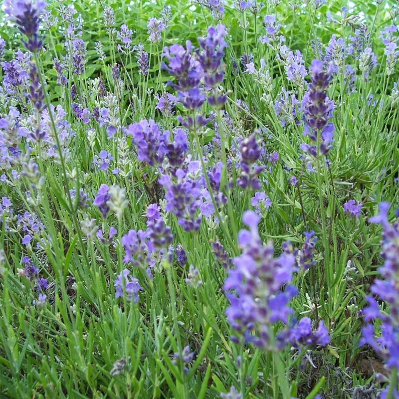 Echter Lavendel 'Munstead'
