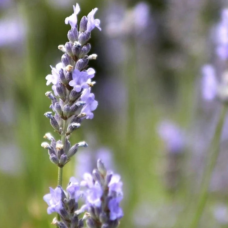 Echter Lavendel 'Munstead'
