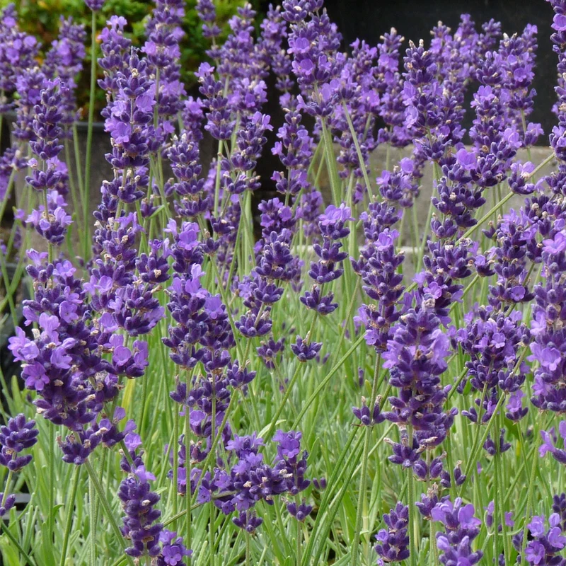 Echter Lavendel 'Munstead'
