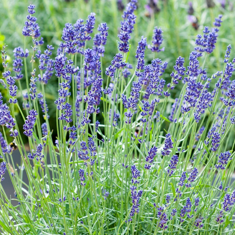Echter Lavendel-Mix