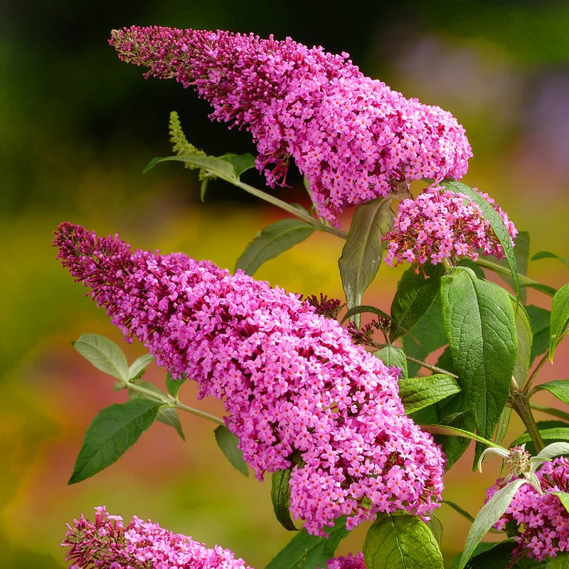 Schmetterlingsflieder 'Pink Delight'