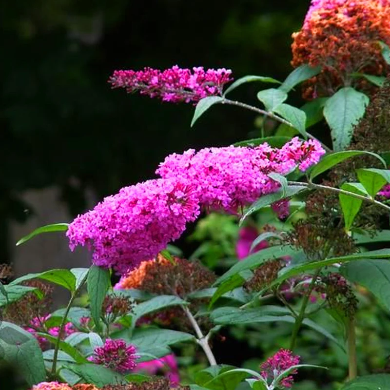 Schmetterlingsflieder 'Pink Delight'