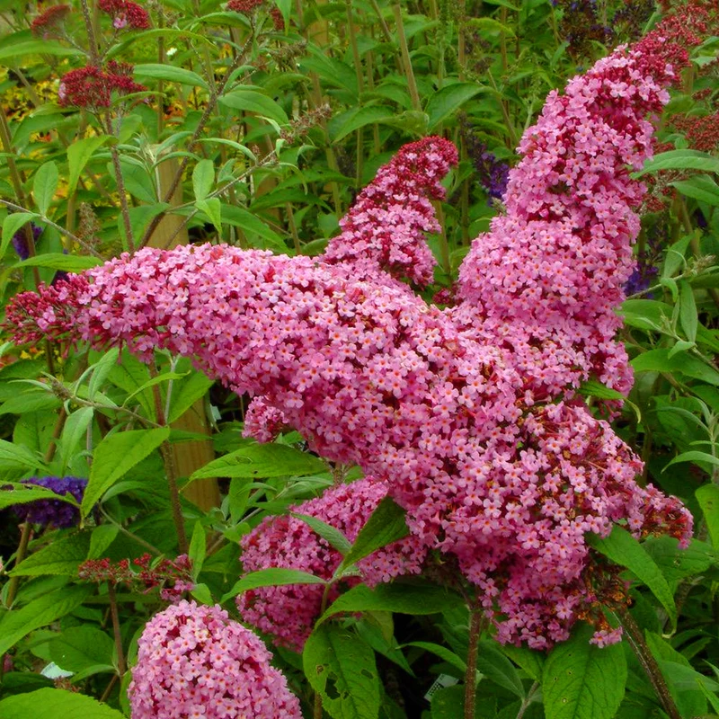 Schmetterlingsflieder 'Pink Delight'