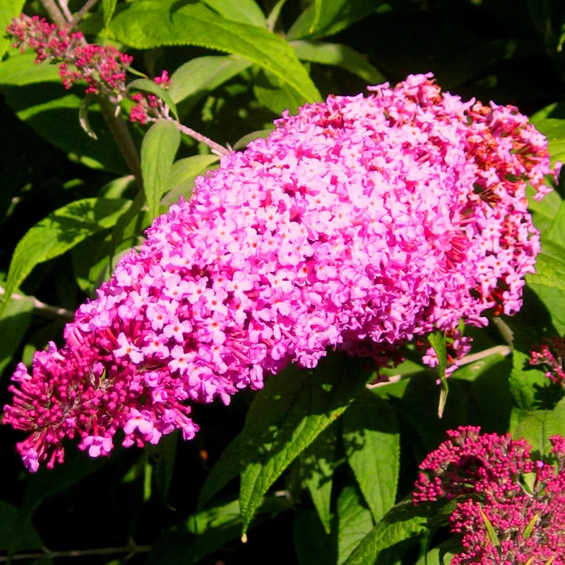 Schmetterlingsflieder 'Pink Delight'