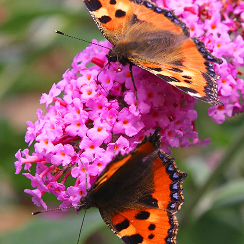 Schmetterlingsflieder 'Pink Delight'