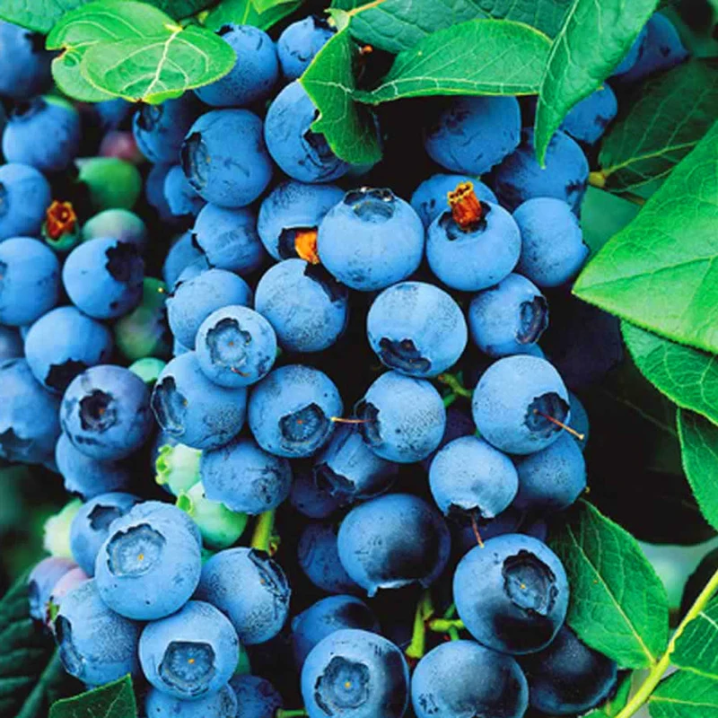 Heidelbeere 'Bluecrop'