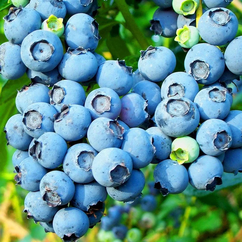 Heidelbeere 'Bluecrop'