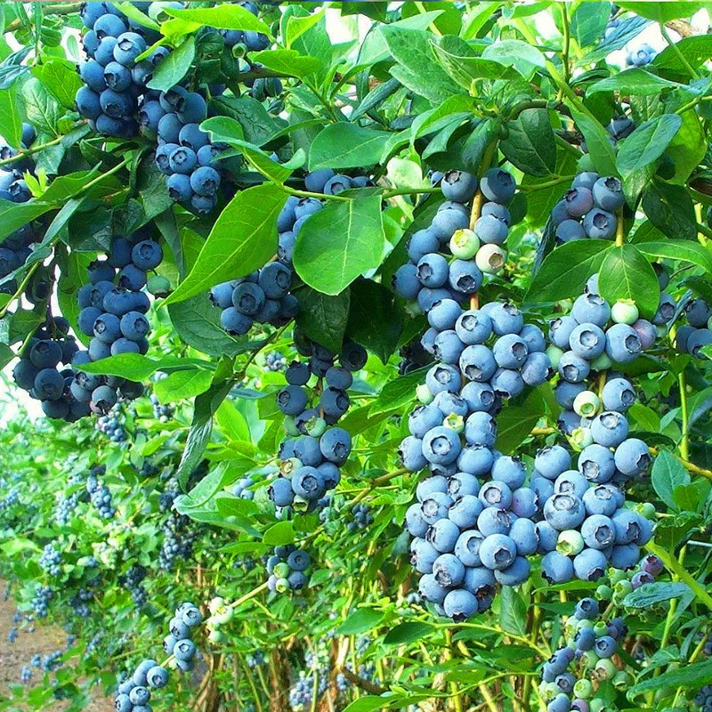 Heidelbeere 'Bluecrop'