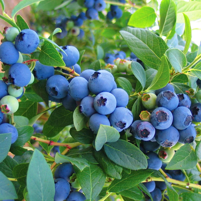 Heidelbeere 'Bluecrop'