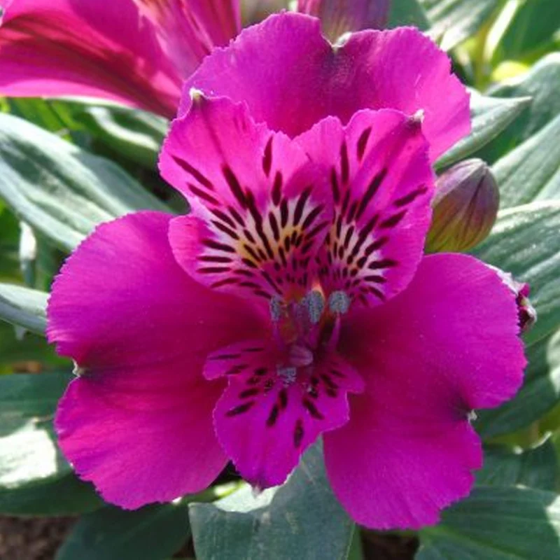 Inkalilie 'Leonie'